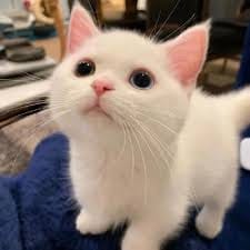 دانش تیمور avatar