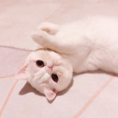 شام ادریس avatar