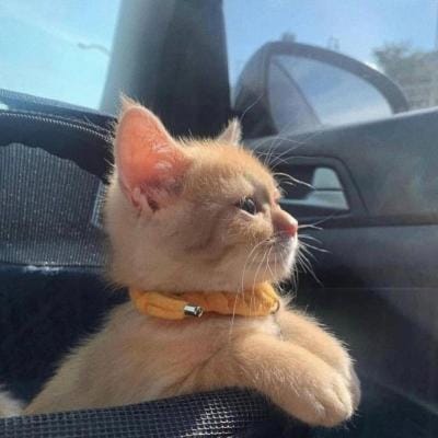 شیریں مزاری avatar